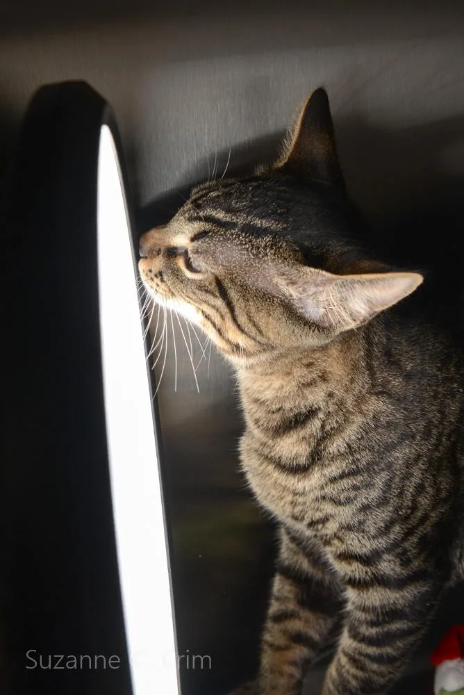 Mr. Purrkins thumbnail 2