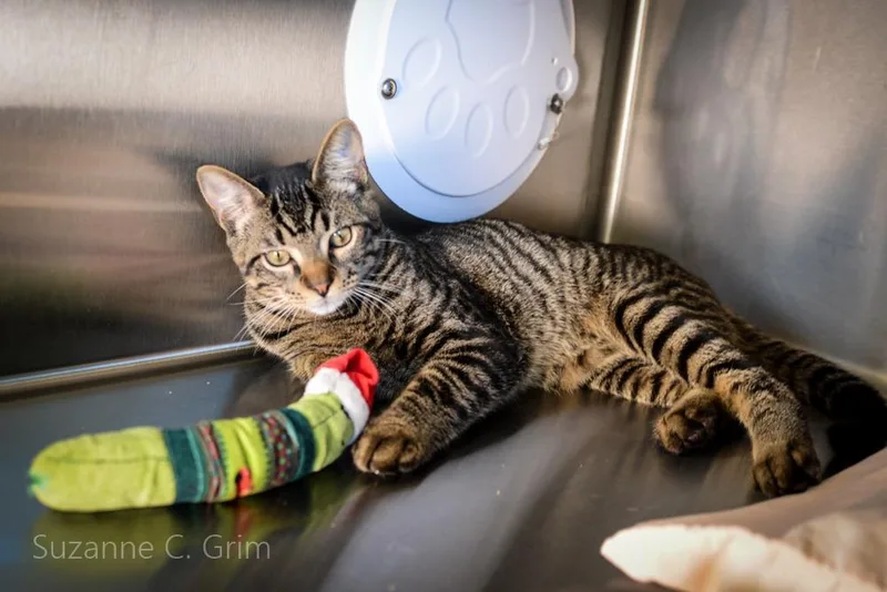 Mr. Purrkins thumbnail 3