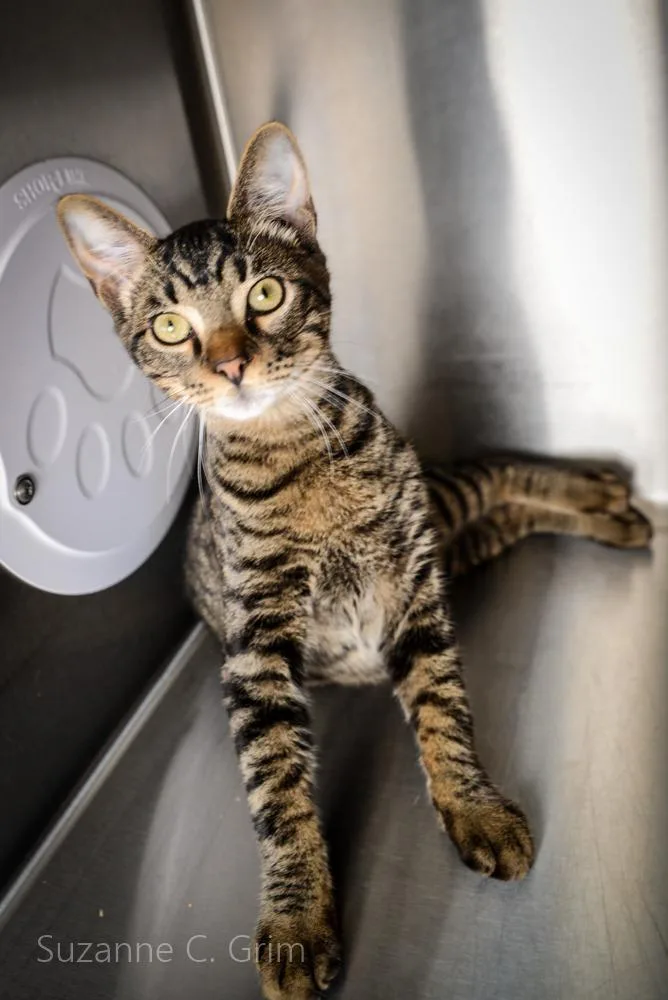 Mr. Purrkins thumbnail 4