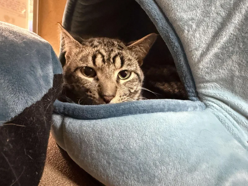 Comic Sans thumbnail 2