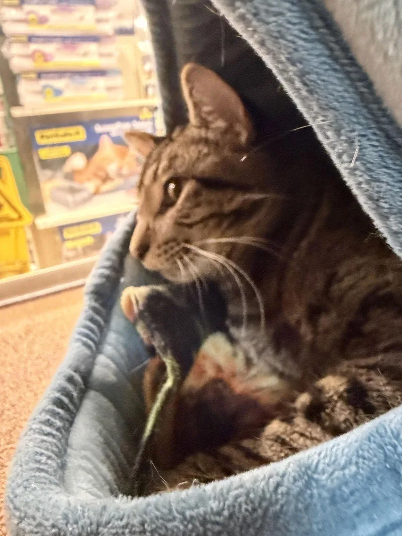 Comic Sans thumbnail 3