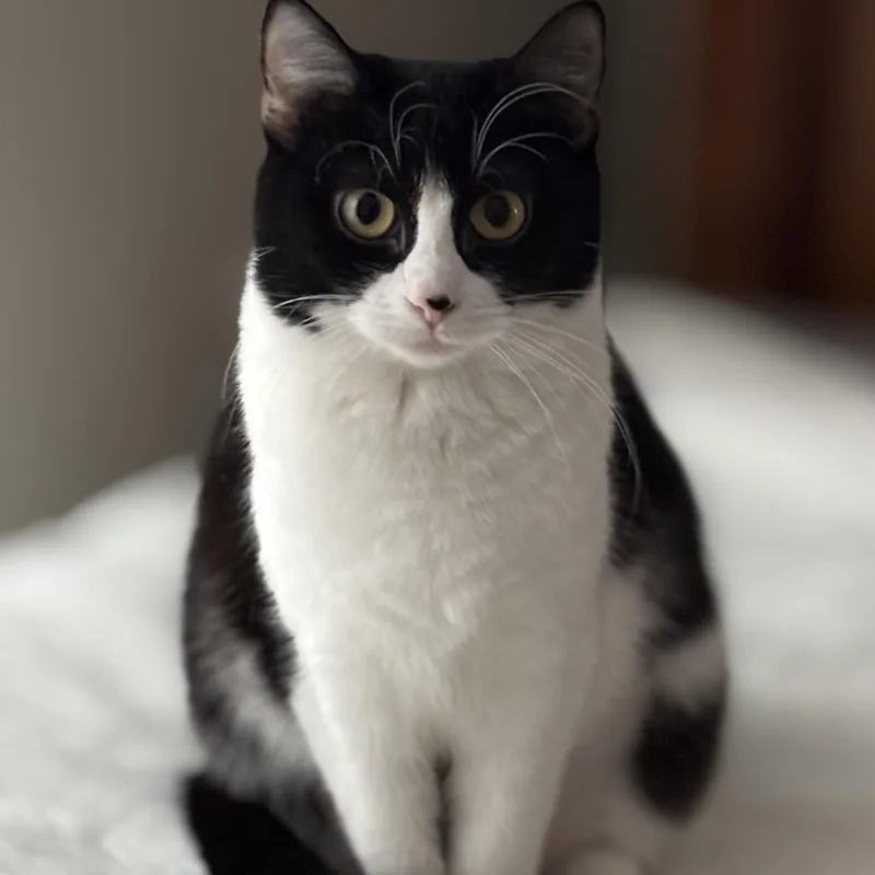 Juliette thumbnail 2