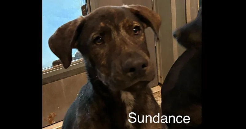 Sundance thumbnail 2