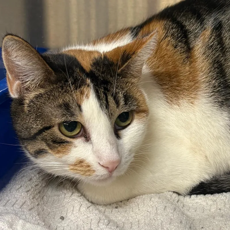 Penelope thumbnail 2