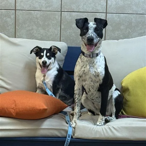 Tortellini thumbnail 2