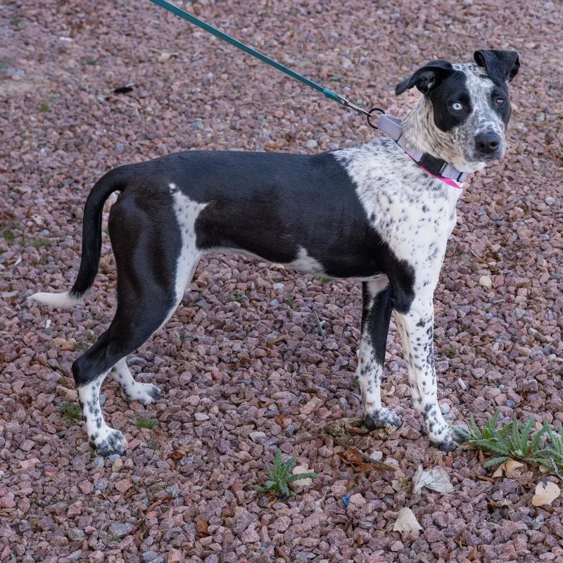 Tortellini thumbnail 3