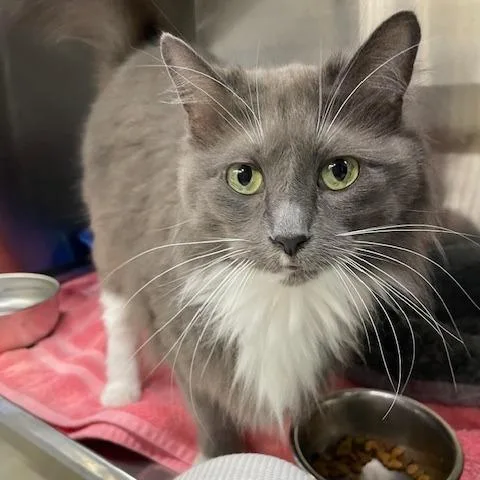 Butterbell thumbnail 2