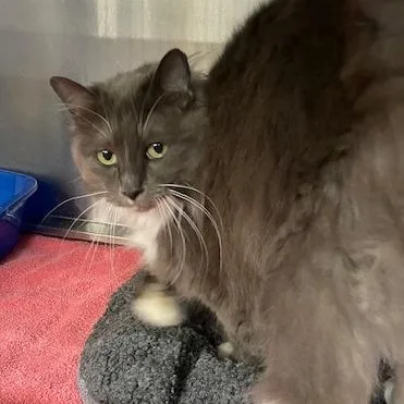 Butterbell thumbnail 3