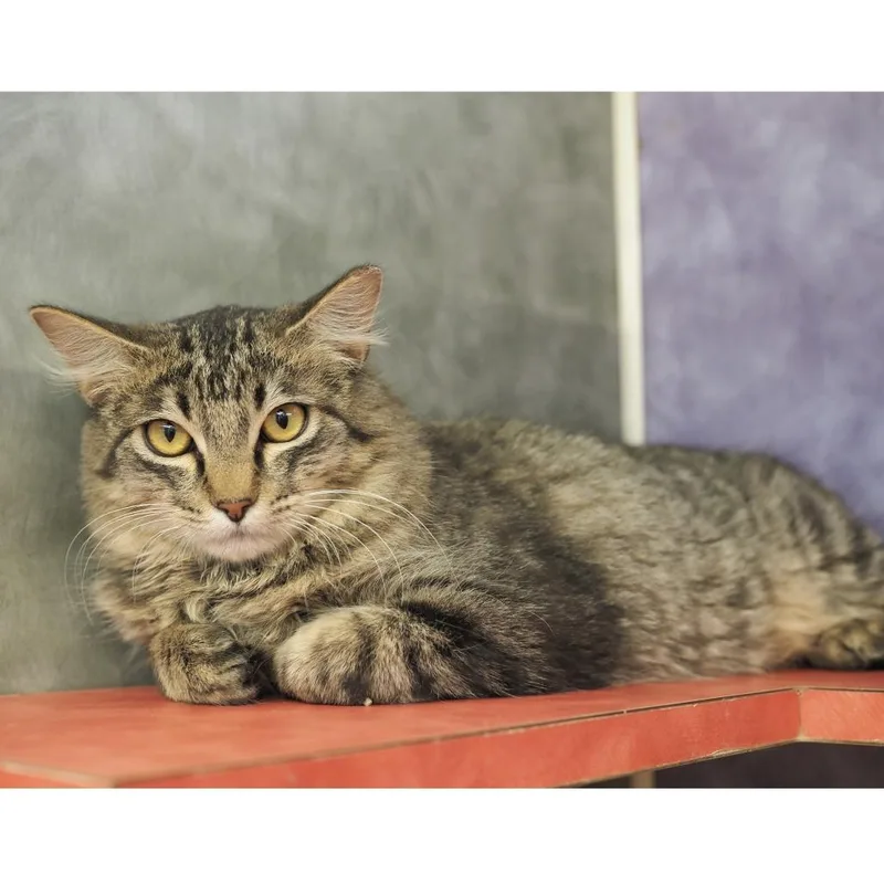 Muffin Man thumbnail 2