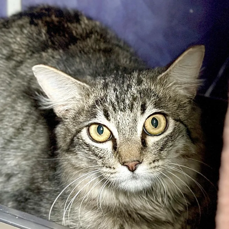 Muffin Man thumbnail 3