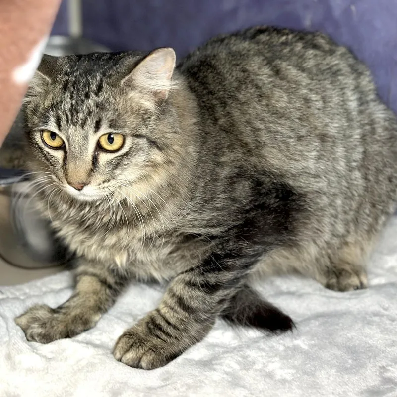 Muffin Man thumbnail 4