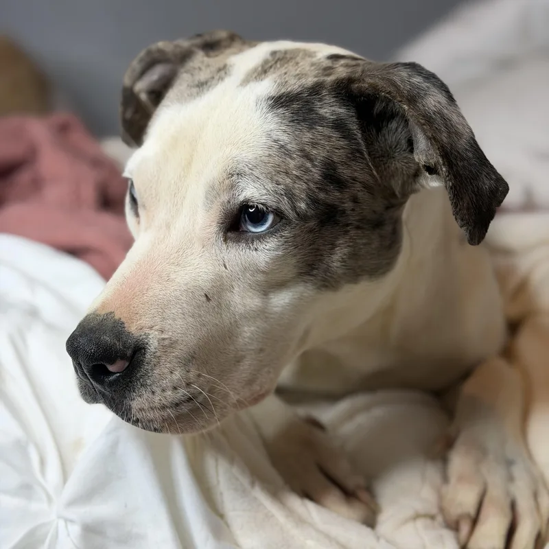 Foxy Blue Eyes thumbnail 2