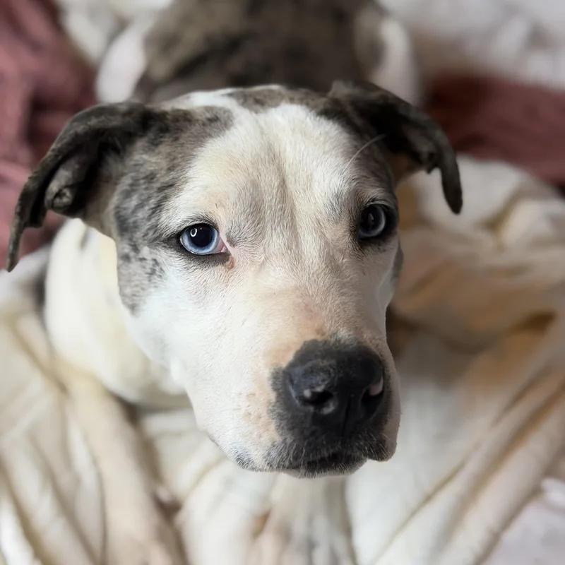 Foxy Blue Eyes thumbnail 4