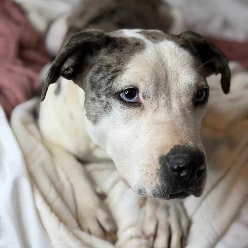 Foxy Blue Eyes thumbnail 5