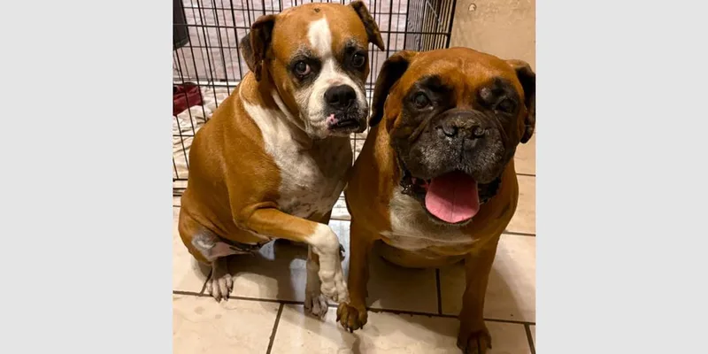 Deuce Ii thumbnail 2