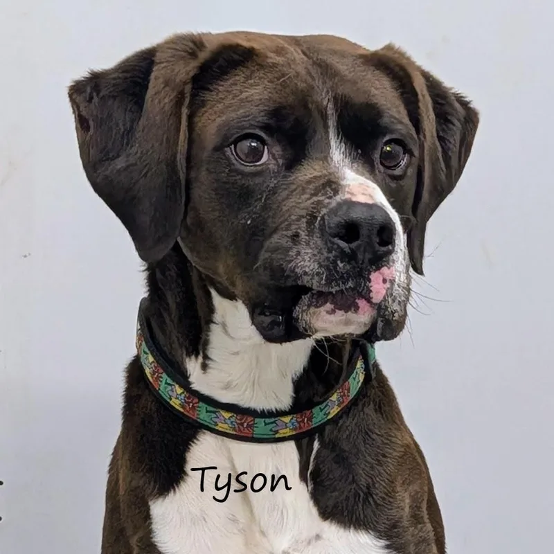 Tyson
