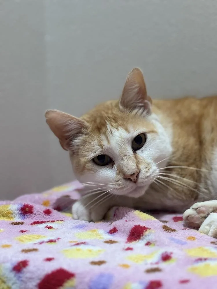 Beauford thumbnail 2