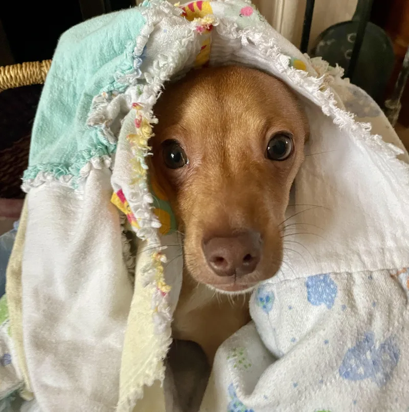 Best Buddy thumbnail 2