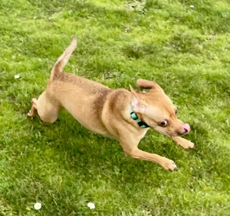 Best Buddy thumbnail 3