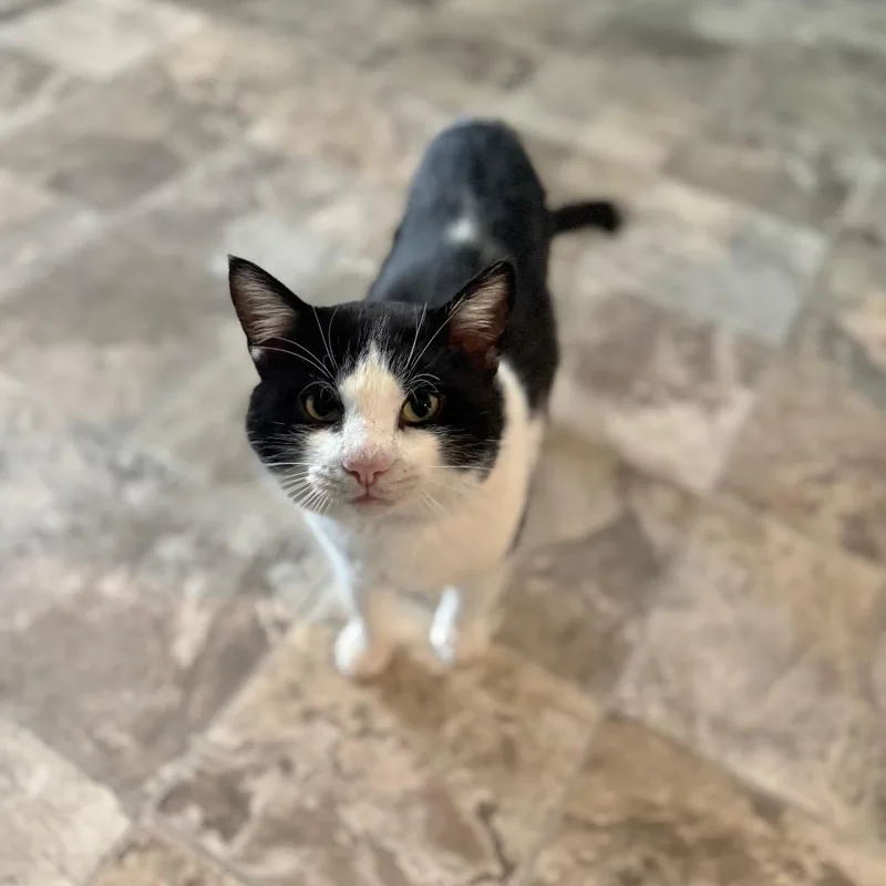 Slam Dunk thumbnail 2