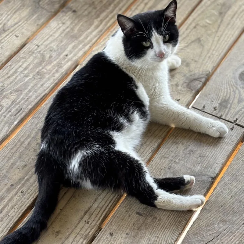 Slam Dunk thumbnail 3