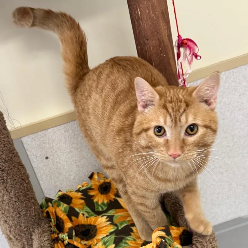 Peter Pan thumbnail 2