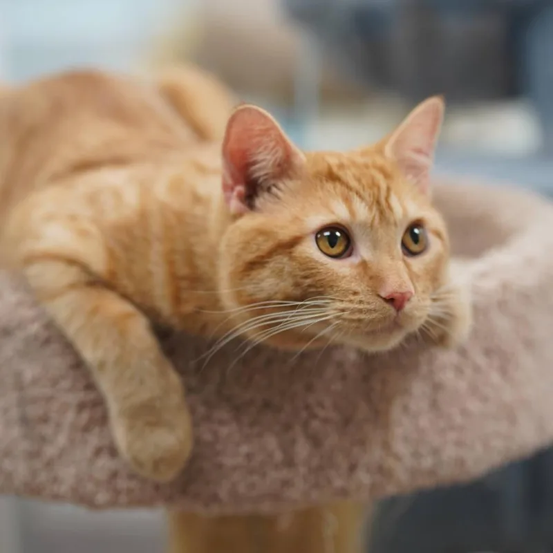 Peter Pan thumbnail 3