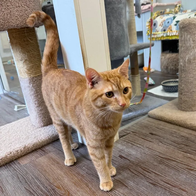 Peter Pan thumbnail 4