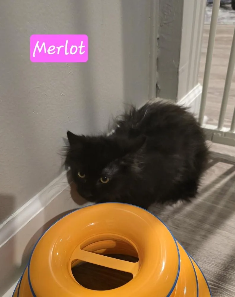 Merlot thumbnail 3