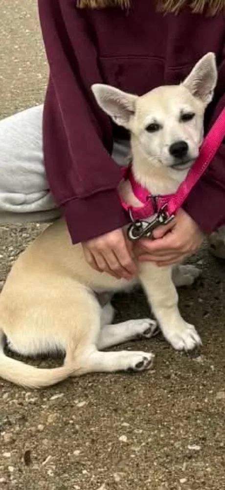 Luna Daisy thumbnail 3