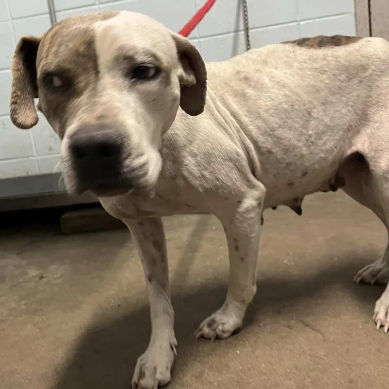 Nora Jean thumbnail 4