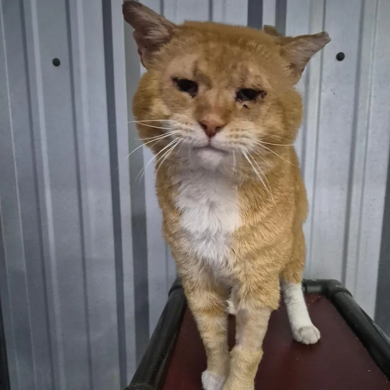 Garfield thumbnail 2