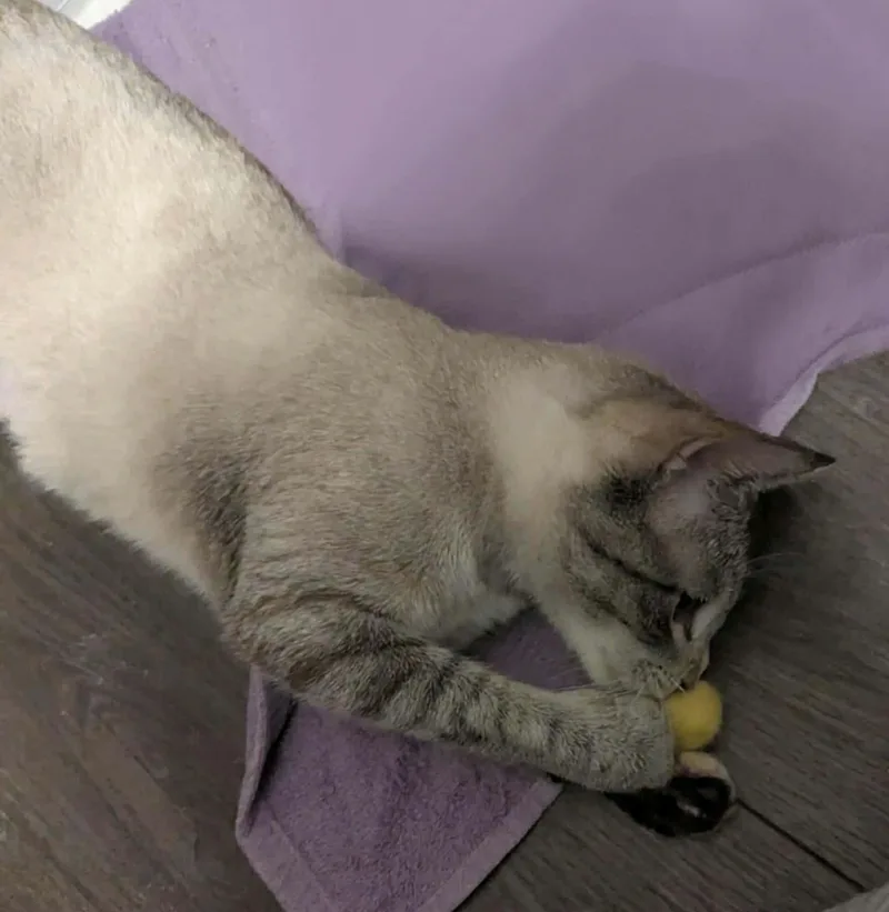 Chamomile thumbnail 2