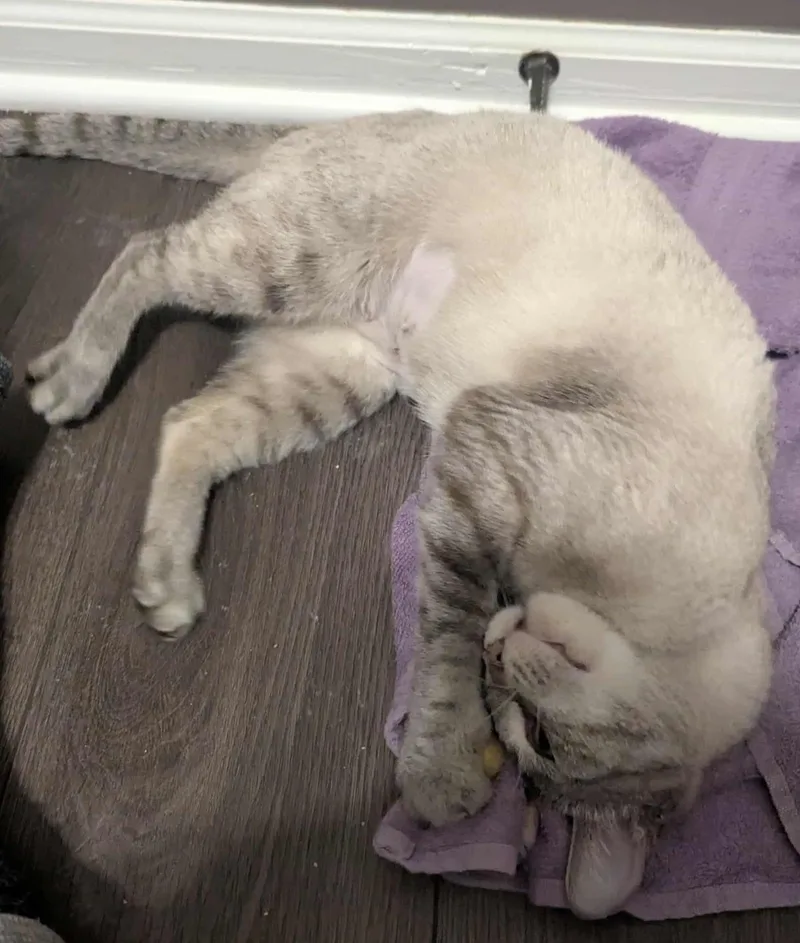 Chamomile thumbnail 3