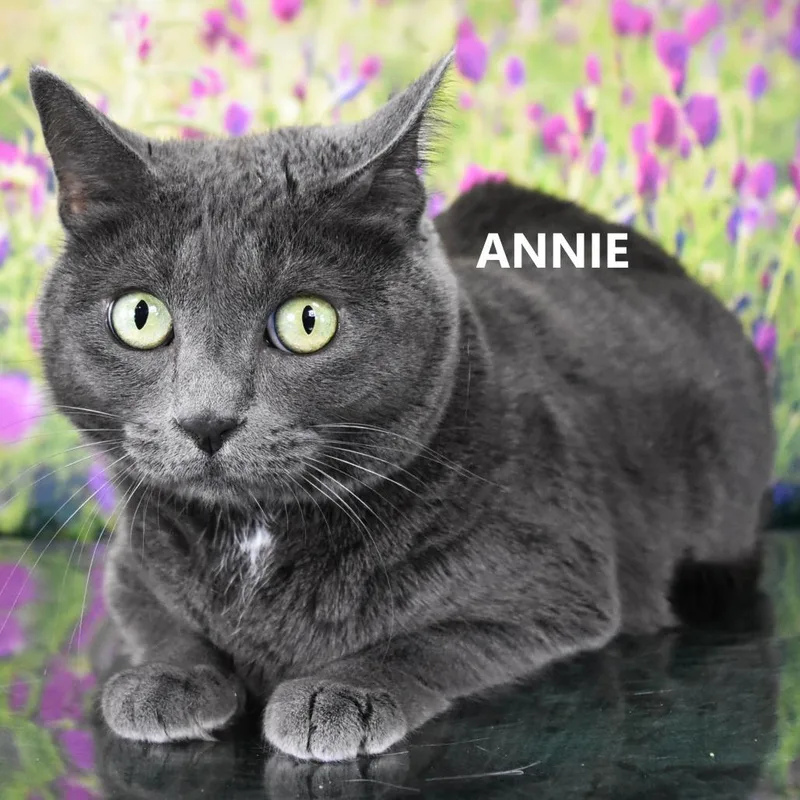 Ladybird thumbnail 3