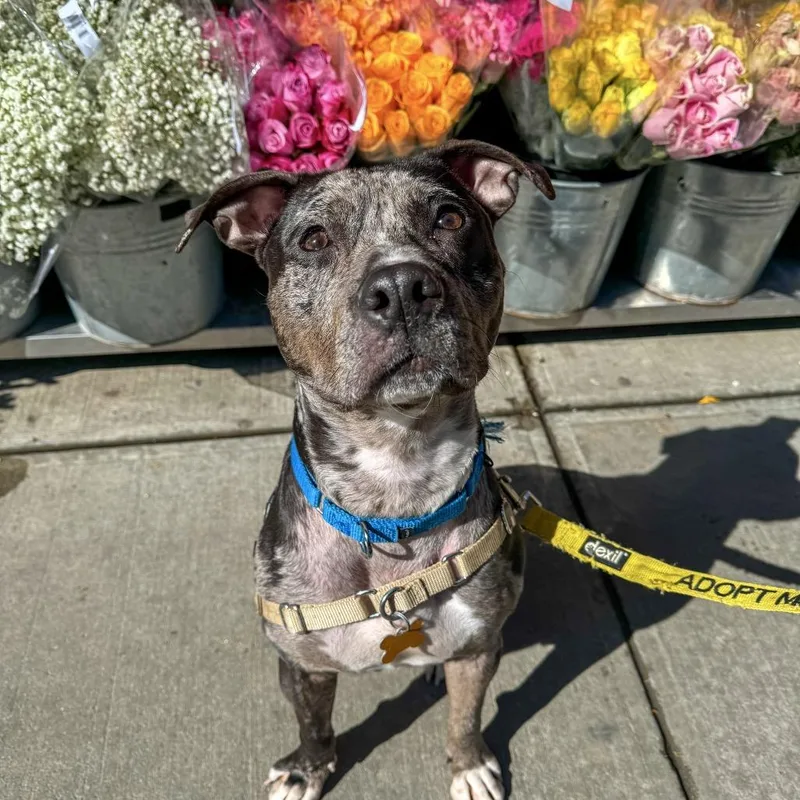 Midnight thumbnail 3