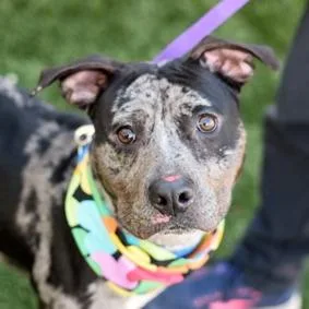 Midnight thumbnail 4