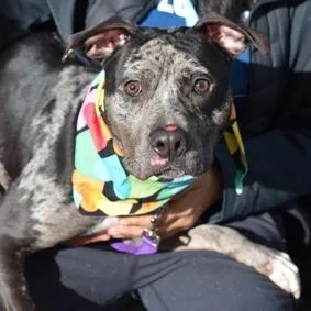 Midnight thumbnail 5