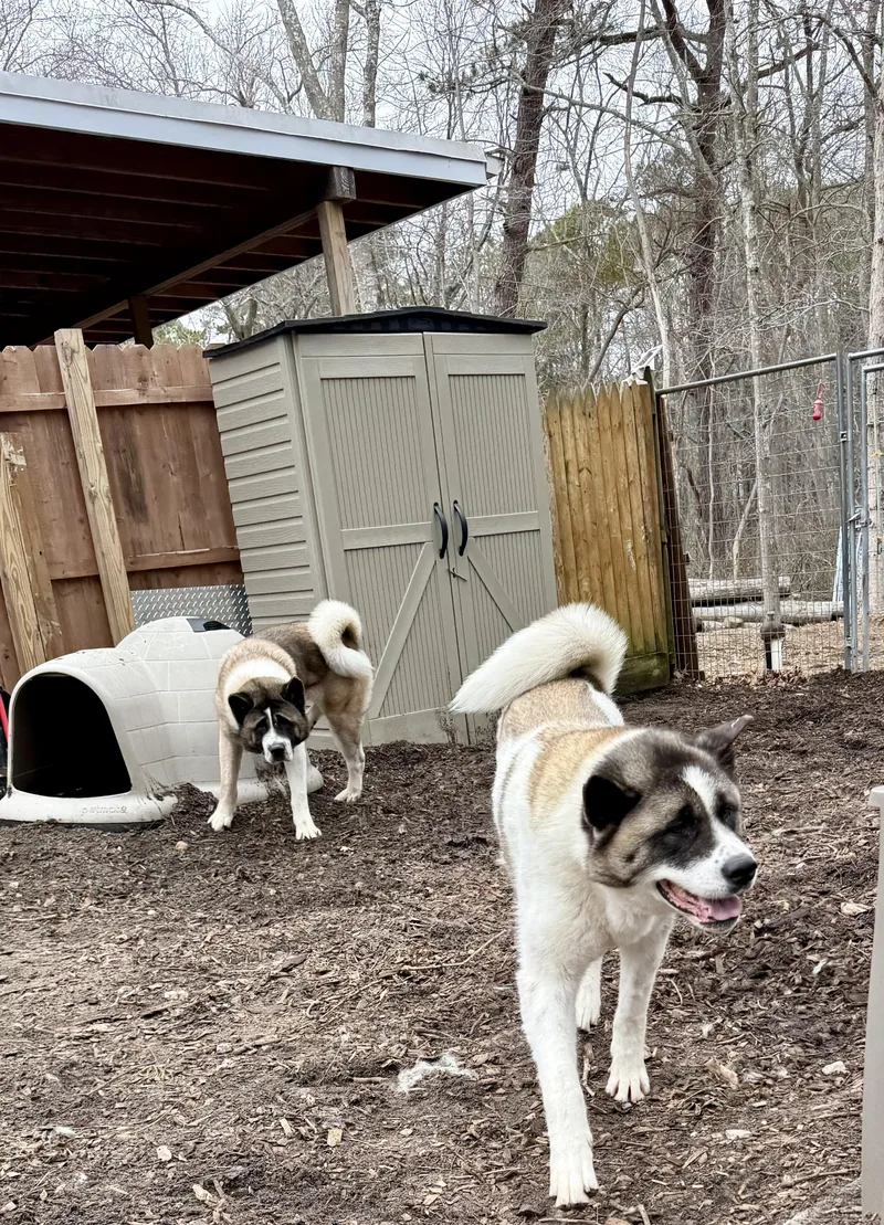 Gigi & Kobe thumbnail 4