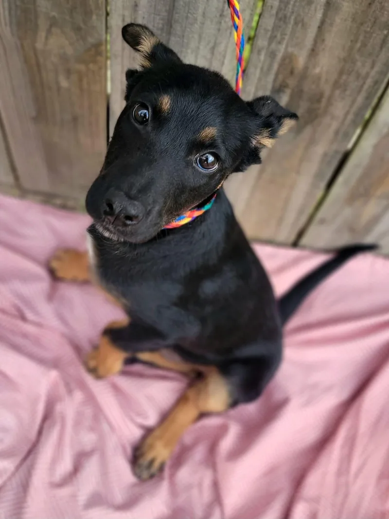 Habanero thumbnail 3