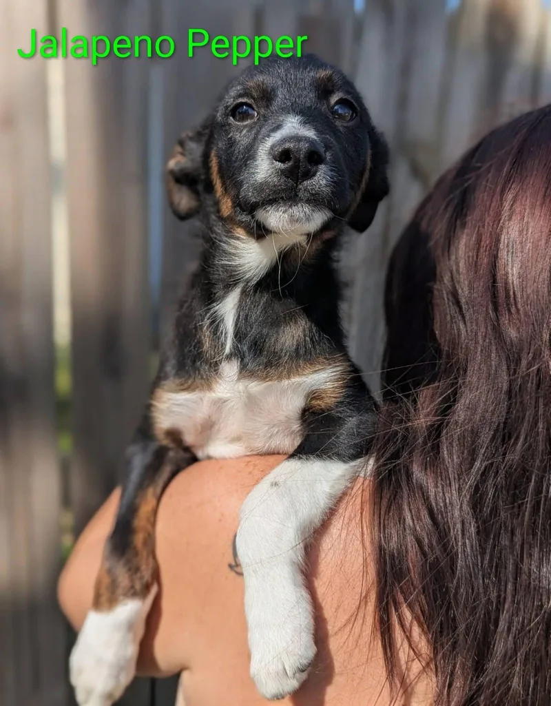 Jalapeño thumbnail 3