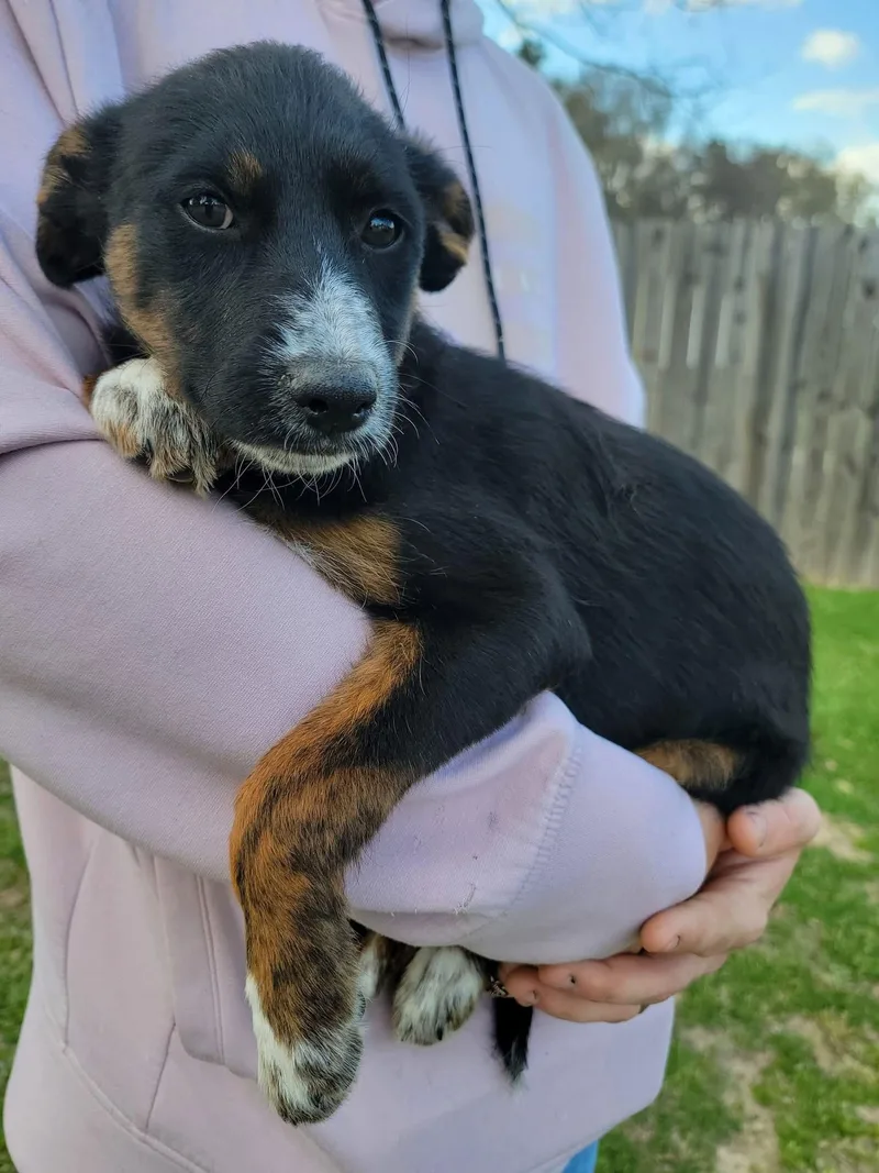 Bell Pepper thumbnail 2