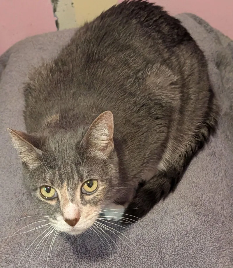 An adult medium-sized female Domestic Short Hair cat named Zimu for adoption in Pompano Beach, FL