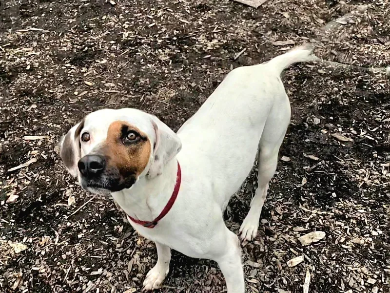 Harlequin thumbnail 2