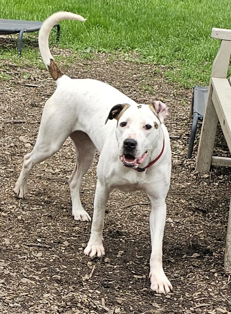 Harlequin thumbnail 6