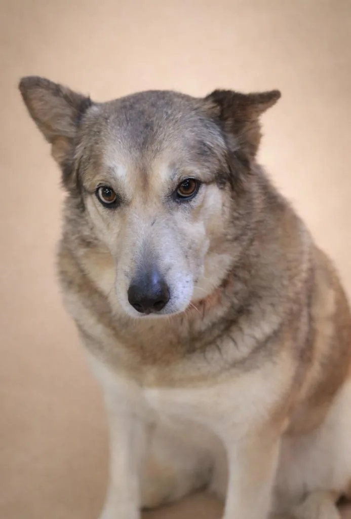 Maggie Husky thumbnail 3