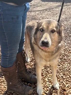 Maggie Husky thumbnail 4