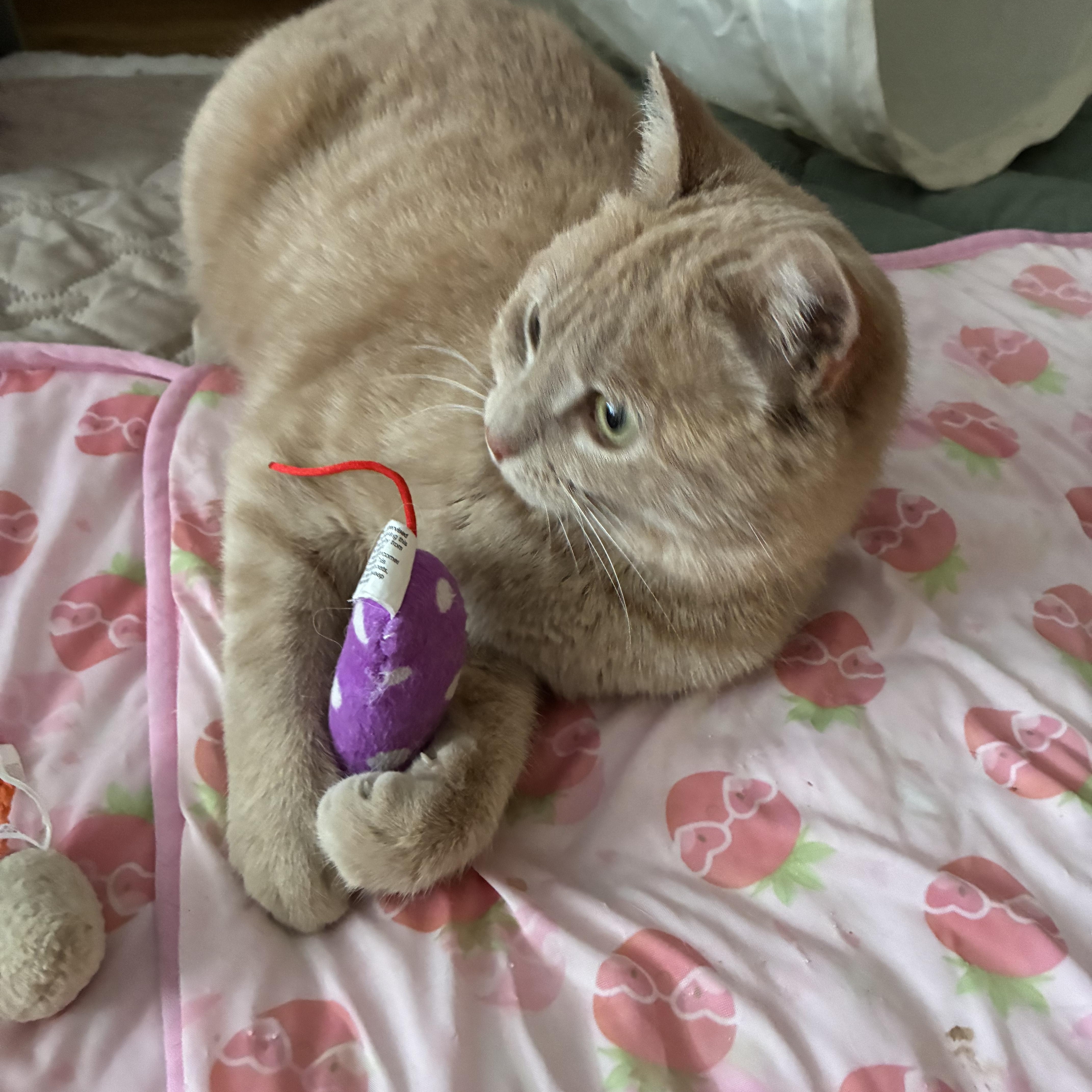 Eden N – Sweet thumbnail 2