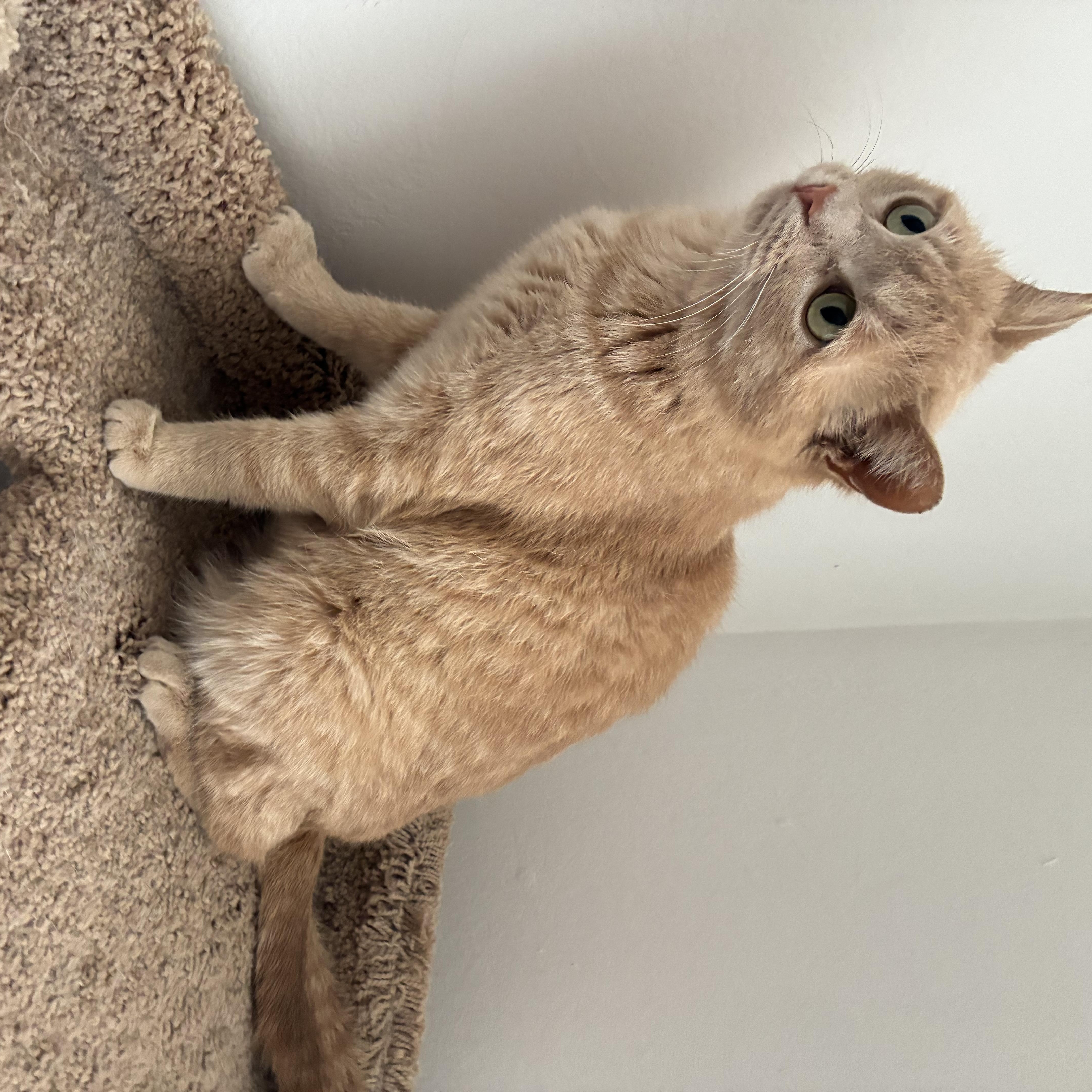 Eden N – Sweet thumbnail 3