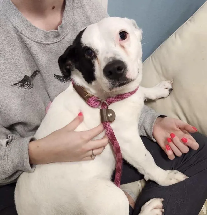 Shortcake thumbnail 2